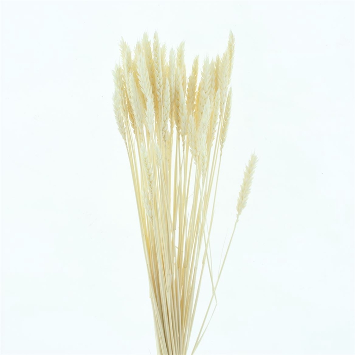 <h4>Dried Tarwe Bleached Super White</h4>