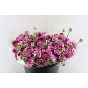 Ran Kloon Extra Picote