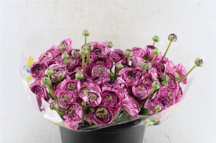 <h4>Ran Kloon Extra Picote</h4>