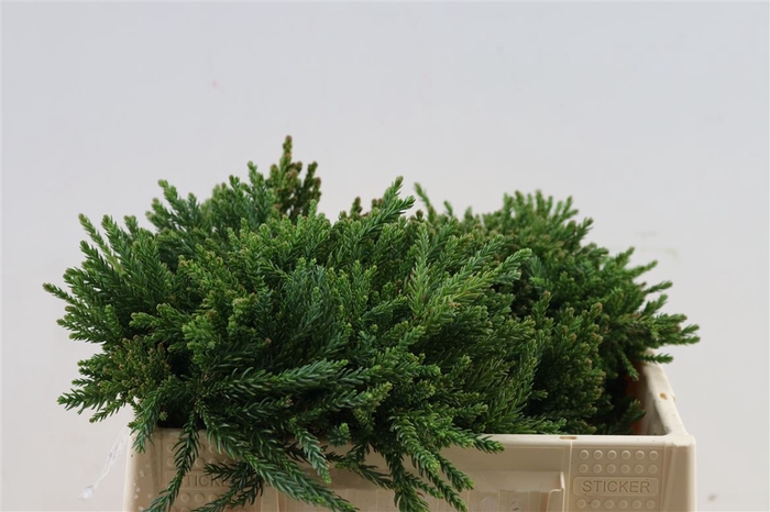 <h4>Cryptomeria Japonica Cinderella</h4>