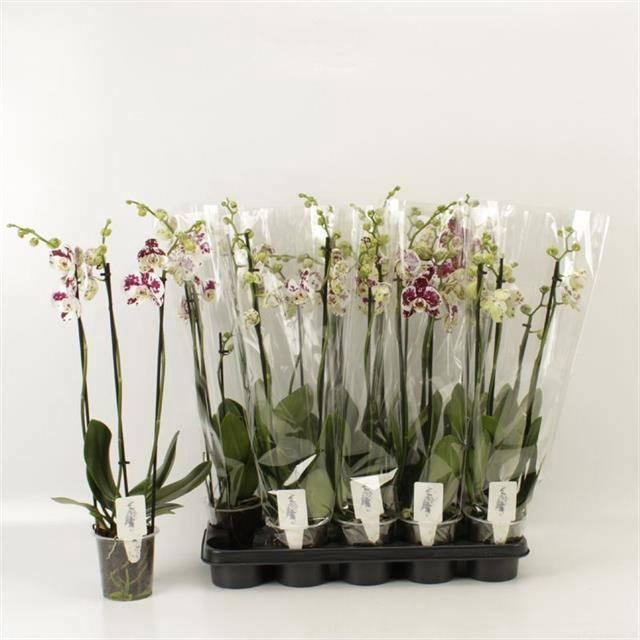 <h4>PHAL AN MARRAKESH</h4>