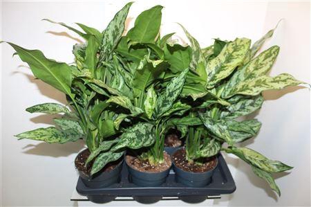 <h4>Aglao Green Splash</h4>