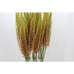 EREMURUS EMMY-RO EREMURUS EMMY RO