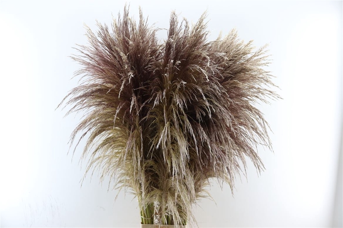 <h4>Cortaderia Vers P Stem</h4>