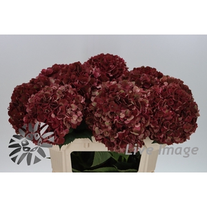 Hydrangea mag pink ruby classic