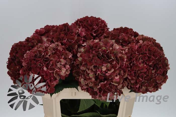 <h4>Hydrangea mag pink ruby classic</h4>