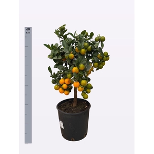 CITR MICROCARPA