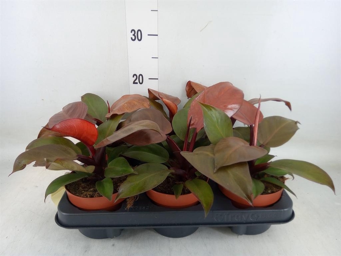 <h4>Philodendron   ...</h4>