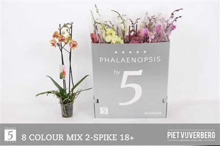 <h4>Phal Gem 8 Kl</h4>