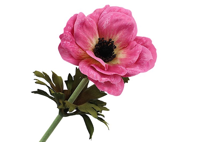 <h4>Anemone Pink</h4>