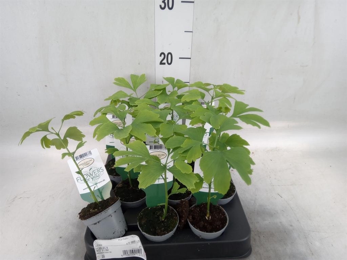 <h4>Ginkgo biloba   ...</h4>