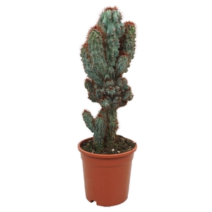 Cereus per. 'Monstrosus'
