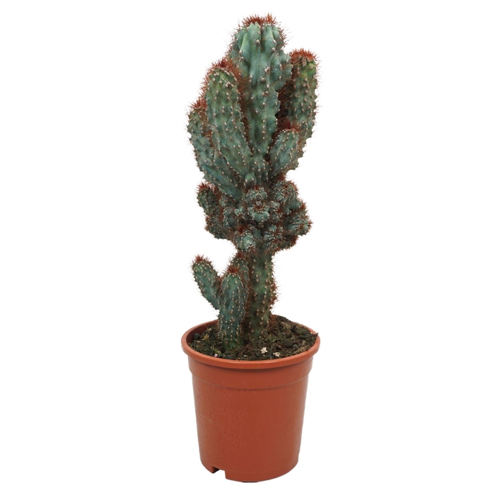 <h4>Cereus per. 'Monstrosus'</h4>