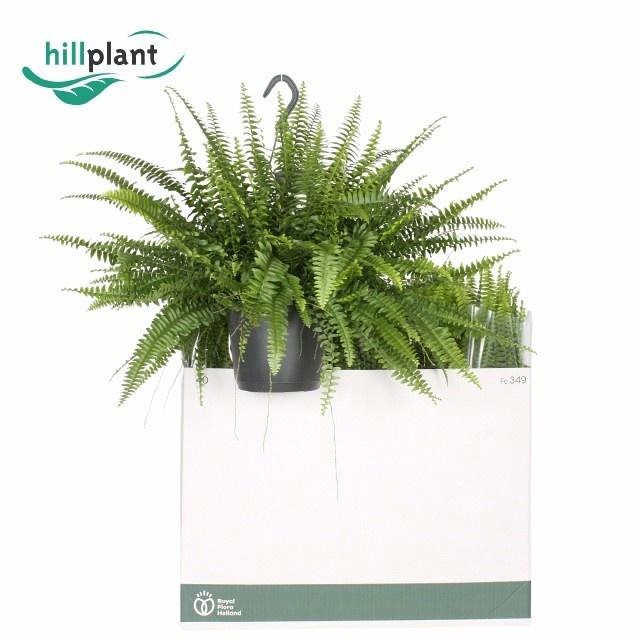 <h4>NEPHR EX GREEN LADY</h4>