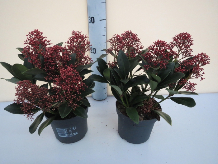 <h4>Rubella 4-5 bloem</h4>