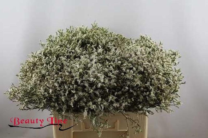 <h4>Limonium Sensi Tip Top Beauty</h4>