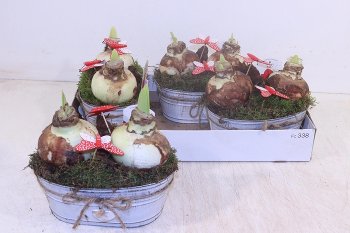 <h4>ARR HIPPEASTRUM</h4>