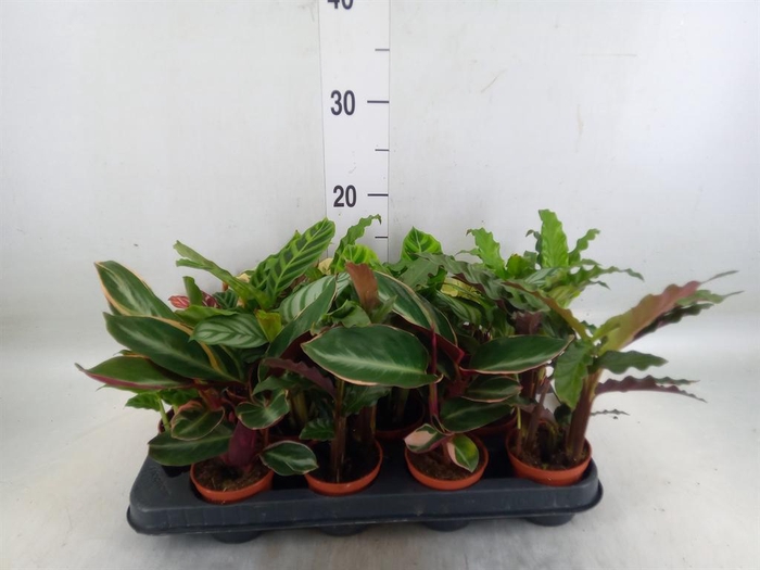 <h4>Calathea   ...mix</h4>