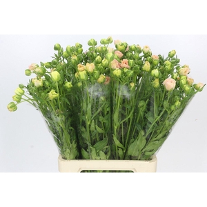 Ranunculus Magical Mascarpone