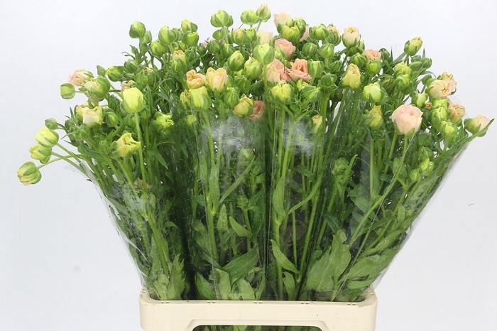 Ranunculus Magical Mascarpone