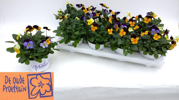 <h4>VIO TRICOLOR</h4>