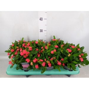 Euphorbia milii 'Vulcanus'