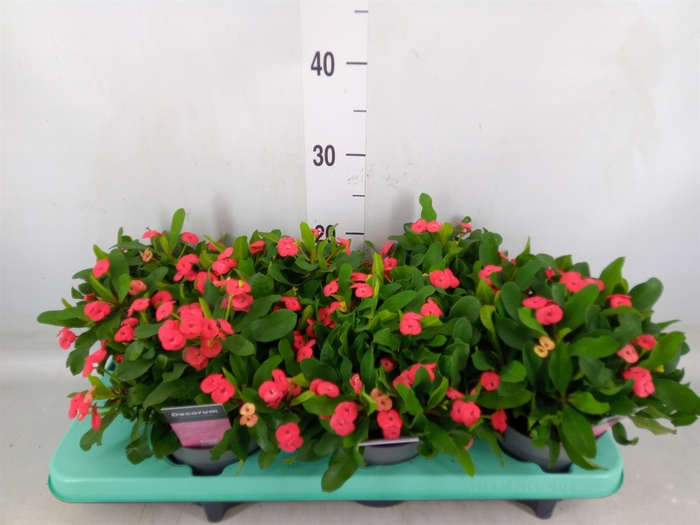 <h4>Euphorbia milii 'Vulcanus'</h4>