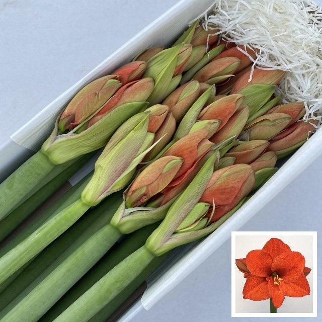 <h4>HIPP GA NARANJA</h4>