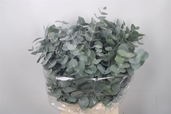 <h4>Euc Cinerea Per Bunch 150 Gram S U P E R</h4>