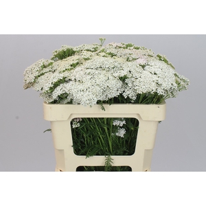 Achillea White Beauty
