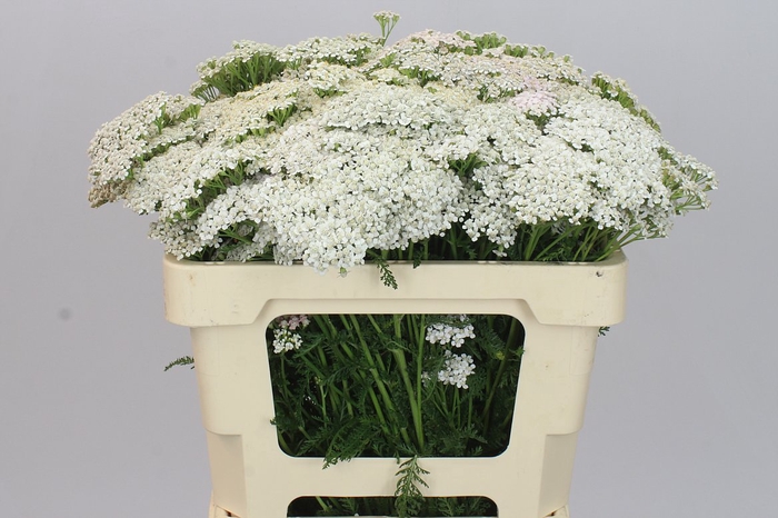 <h4>Achillea White Beauty</h4>