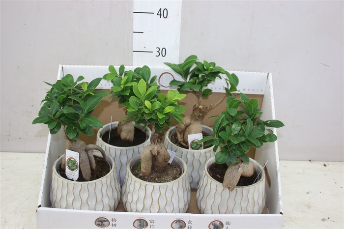 <h4>Ficus Ginseng Keramiek</h4>