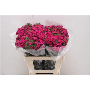 Di Barb Am Neon Cher