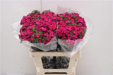 <h4>Di Barb Am Neon Cher</h4>