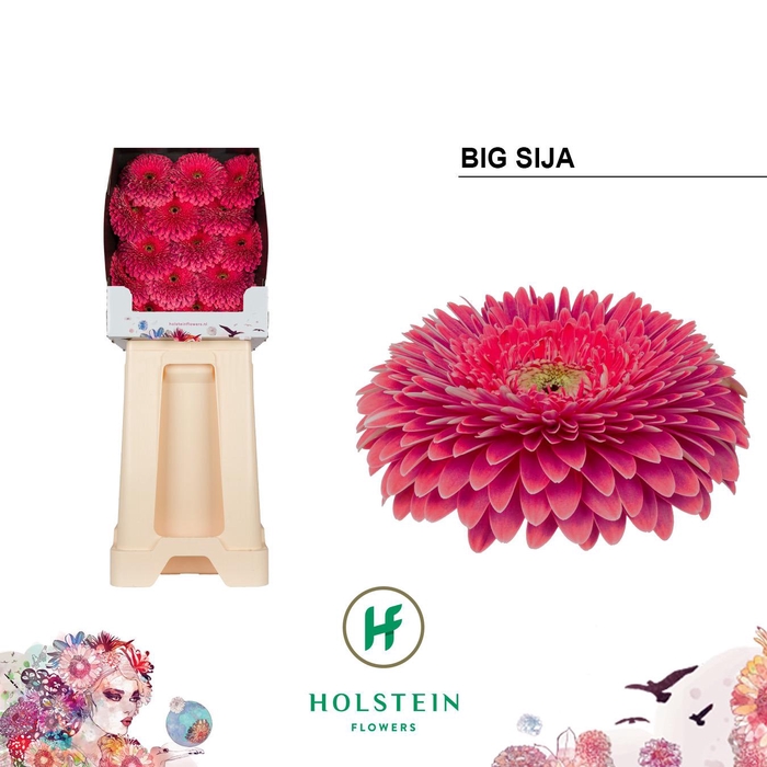<h4>Gerbera Pomponi Big Sija Diamond</h4>