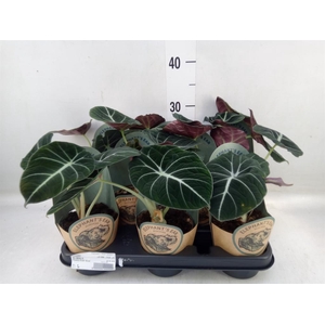 Alocasia   ...