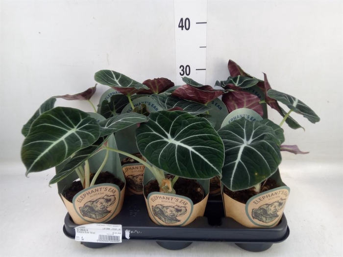 <h4>Alocasia   ...</h4>