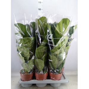 Ficus lyrata
