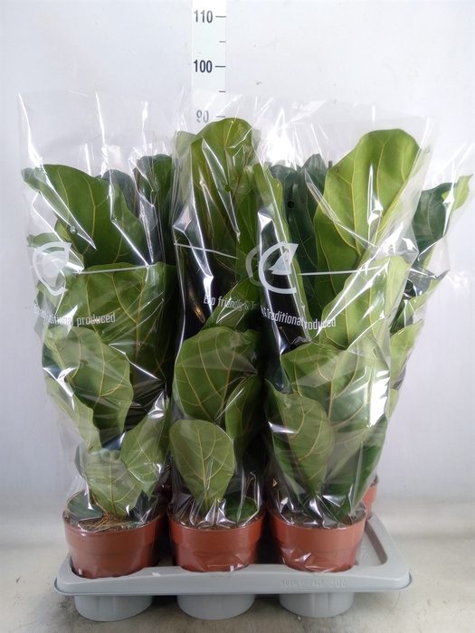 <h4>Ficus lyrata</h4>