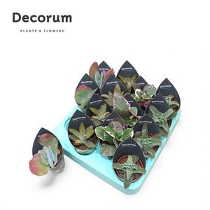 Kalanchoe Mix (4spc.) (decorum)