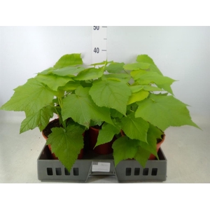 Sparrmannia africana