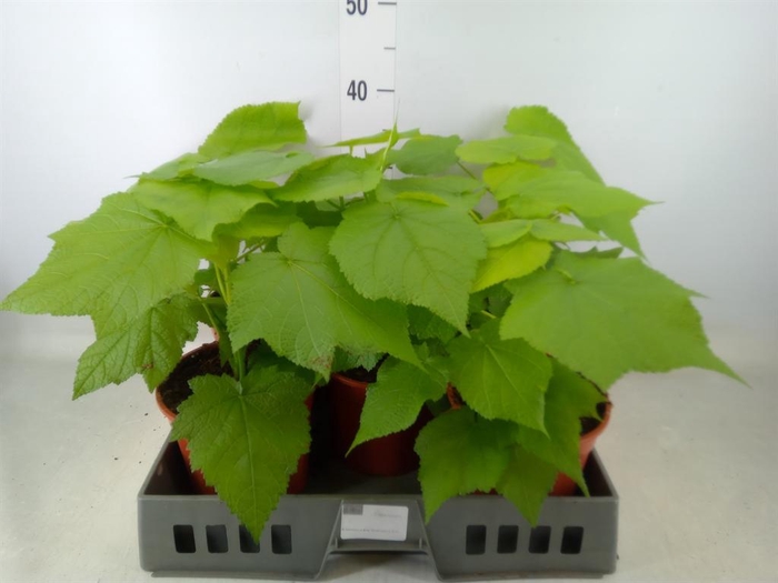 <h4>Sparrmannia africana</h4>