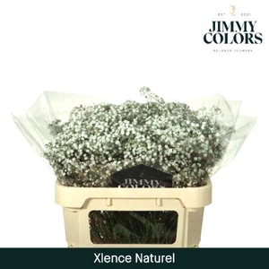 Gyps Xlence L70 Naturel