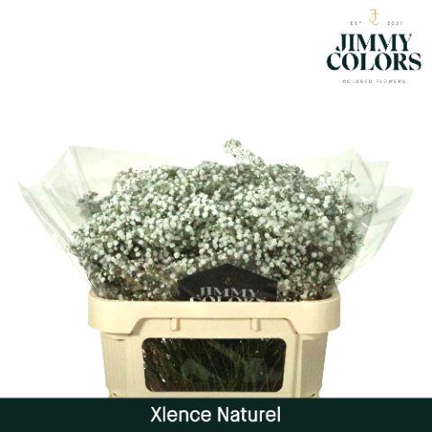 <h4>Gyps Xlence L70 Naturel</h4>