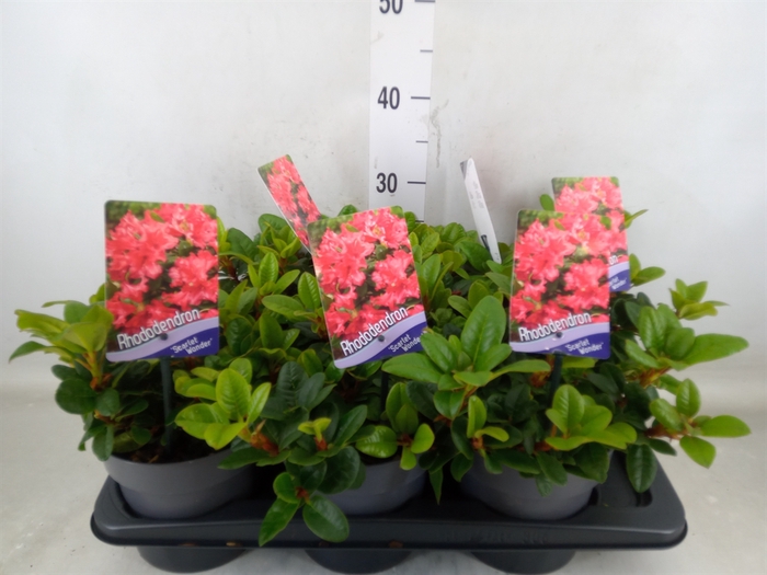 <h4>Rhododendron forr. 'Scarlet Wonder'</h4>