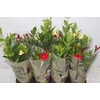DIPLADENIA PICOLI P14 VARIADO