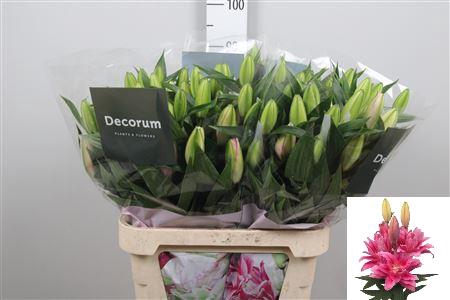 <h4>Li Or Du Rl Viola 5+</h4>