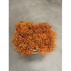 Gyps Xlence Halloween Orange X25 40gr