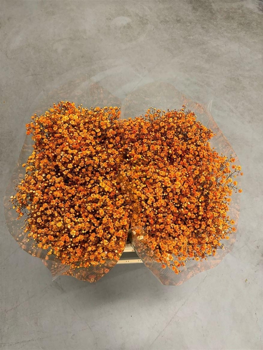 <h4>Gyps Xlence Halloween Orange X25 40gr</h4>