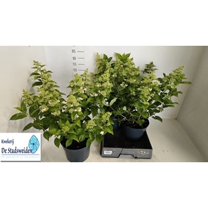 HYDR PANICULATA